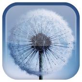 Dandelion icon Dandelion icon