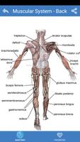 Human Anatomy Free স্ক্রিনশট 2