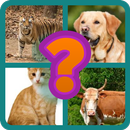 4 images 1 word. Test your mind and enjoy game APK