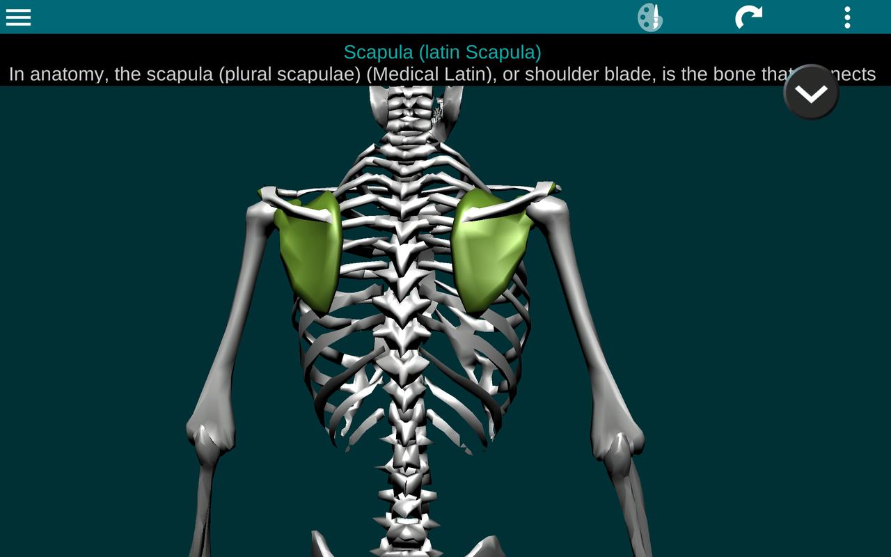 Bones Human 3D (anatomy) APK Download - Free Medical APP ...