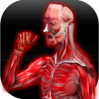Anatomy Muscles icône