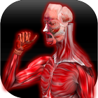 Anatomy Muscles آئیکن