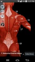 Anatomy Muscles poster