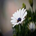 ”HD Wallpapers