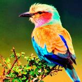 Teach Your Canary To Sing icon
