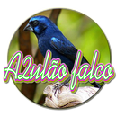 canto de passaros azulaõ palco APK