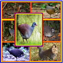 canto de lambu completo-APK