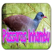 Cantos de Pássaros Inhambu