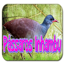 Cantos de Pássaros Inhambu-APK