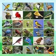 Canto de pássaros completo