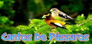 Todos Cantos Pássaros Brasileiros