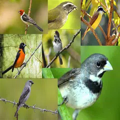 Descargar APK de Todos Cantos Pássaros Brasileiros