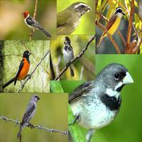 Todos Cantos Pássaros Brasileiros 截图 1