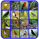 Nuvo Canto de Passaros Mais Bonitos-APK