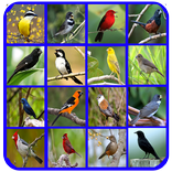 Nuvo Canto de Passaros Mais Bonitos