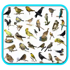 Cantos dos Pássaros Completos アプリダウンロード