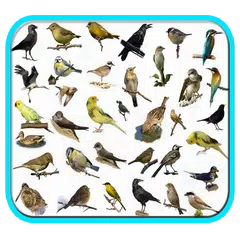 Cantos dos Pássaros Completos APK 下載