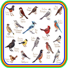 Novo Todos Cantos Pássaros Brasil-HD icône