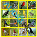Cantos de Pássaros Brasileiros APK