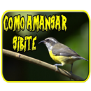 canto do pássaro sibite-APK