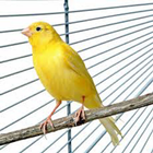 Chirping a canary アイコン