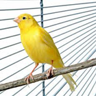 Chirping a canary иконка