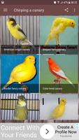 Chirping a canary スクリーンショット 1