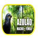 Azulão naco femea-APK