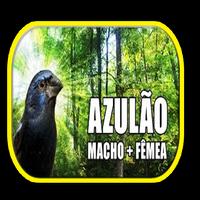 Azulão naco femea الملصق