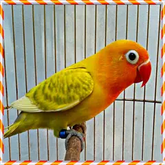 Lovebird ngekek