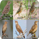 Mirafra javanica | Bushlark APK