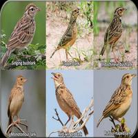 Mirafra javanica | Bushlark ảnh chụp màn hình 1