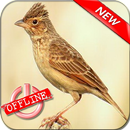Branjangan Gacor Buanget APK
