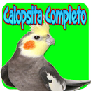 Assobio Cantos Treinamento Calopsita-APK