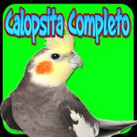 Assobio Cantos Treinamento Calopsita 포스터