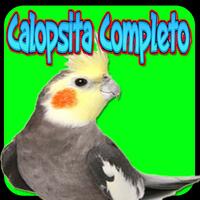 Assobio Cantos Treinamento Calopsita تصوير الشاشة 1