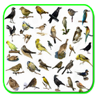 Cantos De Pássaros Silvestres-icoon