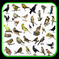 Cantos De Pássaros Silvestres Affiche