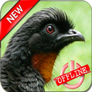 O Canto Do Jacu APK