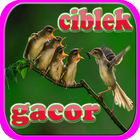 Kicau Ciblek Super Gacor آئیکن