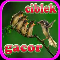 Kicau Ciblek Super Gacor پوسٹر