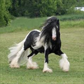 Horse Tips U.