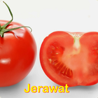 Info Jerawat icône