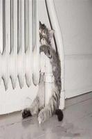 Funny Pics syot layar 3