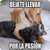 Imagenes Chulas APK