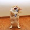 Funny Images