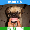 imágenes Divertidas APK