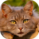 APK Cat Care Course