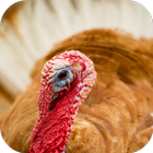 Turkey Sounds Zeichen