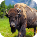 Buffalo Sounds APK